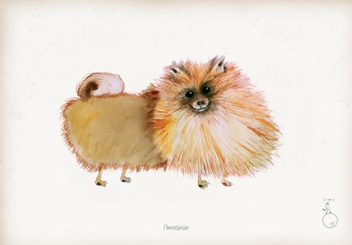 Pomeranian - Fun Dog Cartoon Print by Tony Fernandes
